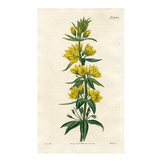 1822, Yellow Loosestrife Botanical Print, Curtis's Botanical Magazine, Original Antique Botanical Print, Engraving, England For Sale