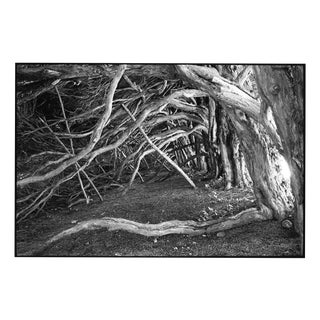 Paul Cooklin, Tree Roots, Blickling Estate, Edition of 50 For Sale