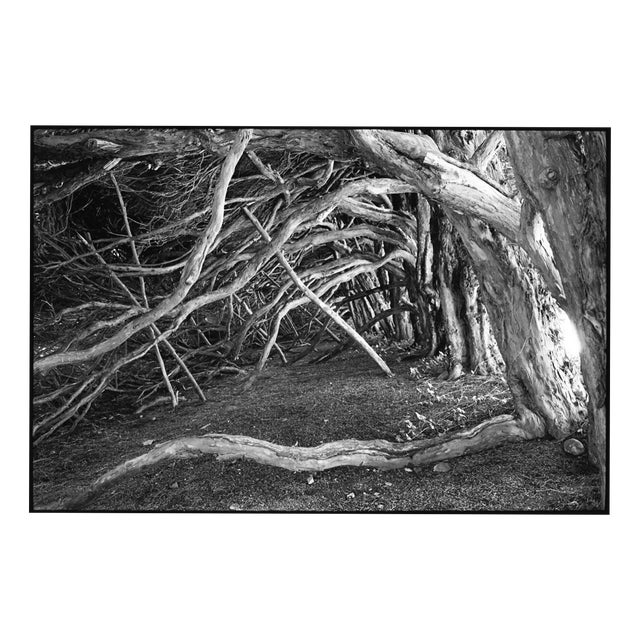 Paul Cooklin, Tree Roots, Blickling Estate, Edition of 50 For Sale