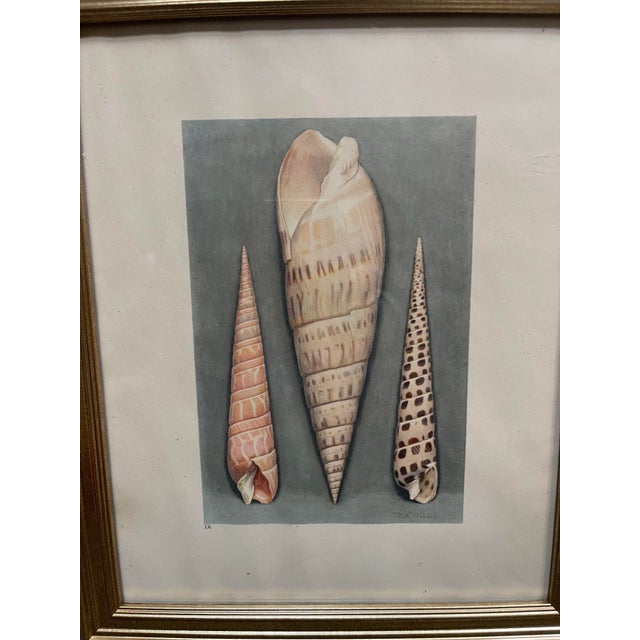 French Shell Art Lithographs- By Paul A. Robert - Set of 12 Circa 1936 For Sale - Image 11 of 12