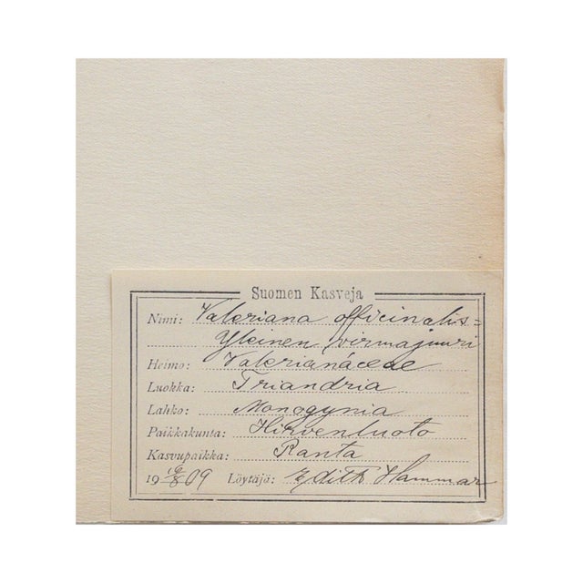 Antique Finnish Herbarium - Valerian, Circa 1909 For Sale In Seattle - Image 6 of 6