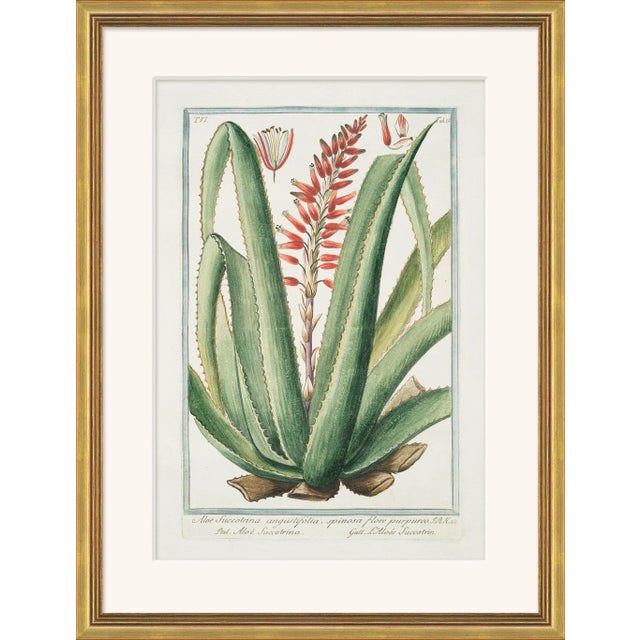 Traditional Hortus Romanus 1772-1793 XXV Framed Art Print For Sale - Image 3 of 3
