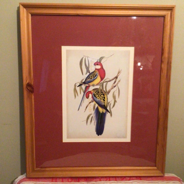 Eastern Rosella Birds on Tree Framed Lithograph by John Gould For Sale - Image 13 of 13
