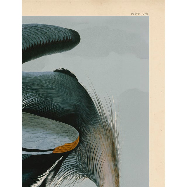 2020s Audubon American Great Blue Heron Giclee Print For Sale - Image 5 of 7