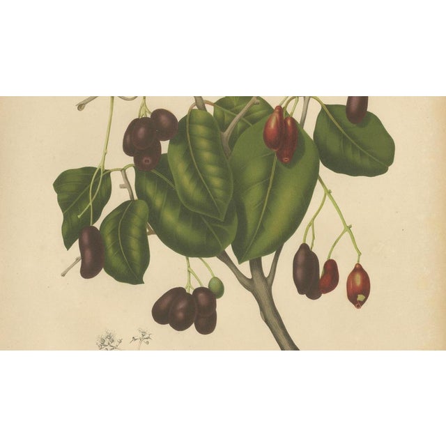 Sheep van Nooten, Java Plum Botanical, 1880, Chromolithograph For Sale - Image 5 of 9