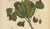 Sheep van Nooten, Java Plum Botanical, 1880, Chromolithograph For Sale - Image 5 of 9