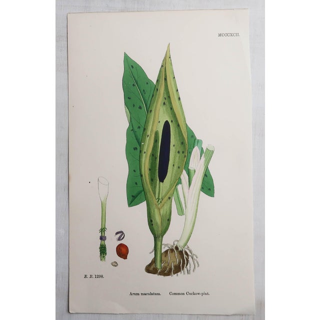 After Hooker, Botanical Illustrations, Prints, 1850, Set of 16 For Sale - Image 4 of 18