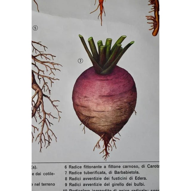 Now is the time to revise its biology lessons \. in Italian !! This ancient lapin poster presents the radicular systems of...