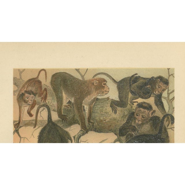 Paper After Wilhelm Kuhnert, Macaques, 1894, Paper For Sale - Image 7 of 9