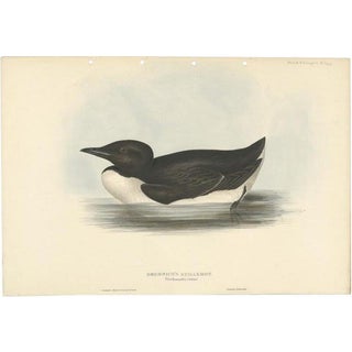 J. Gould, Thick-Billed Murre, 1832, Paper For Sale