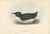 J. Gould, Thick-Billed Murre, 1832, Paper For Sale