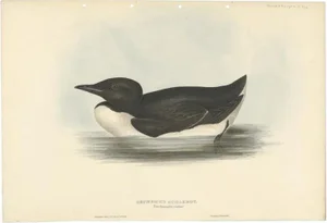 J. Gould, Thick-Billed Murre, 1832, Paper