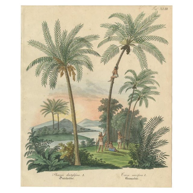 Jonathan Carl Zenker, Date Palm and Coconut Botanical Scene, 1831, Copper Engraving on Paper For Sale - Image 9 of 9