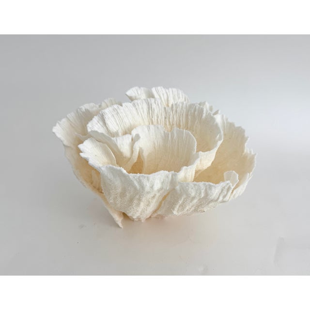 Shell Natural White Poca Coral Specimen For Sale - Image 7 of 8