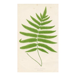 1870s, Shield Fern Print, Original Antique Color Engraving, England For Sale