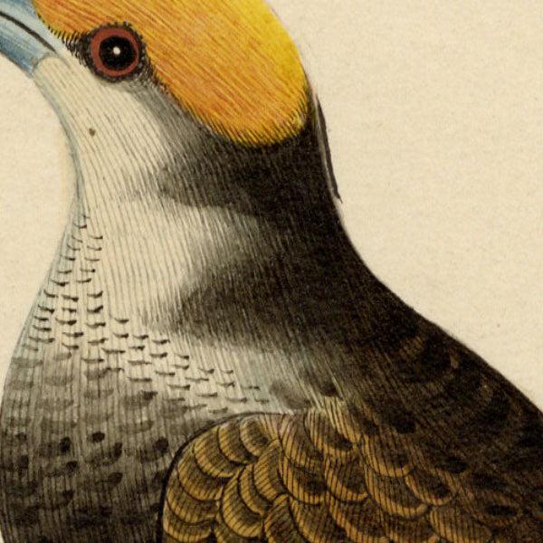 Black Indian Company School Artist, Indian Bird, 18th Century, Watercolor, Set of 8 For Sale - Image 8 of 18
