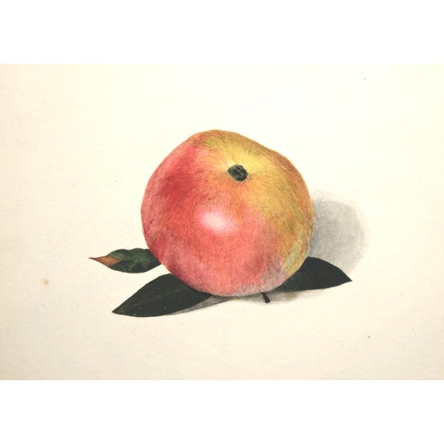 An exquisite tromp l'oeil still life painting of an apple rendered in water colors with fine, realistic detail that it...