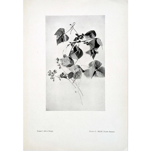 A rare and beautifully curated set of twelve original botanical plates from the highly sought-after first edition of...