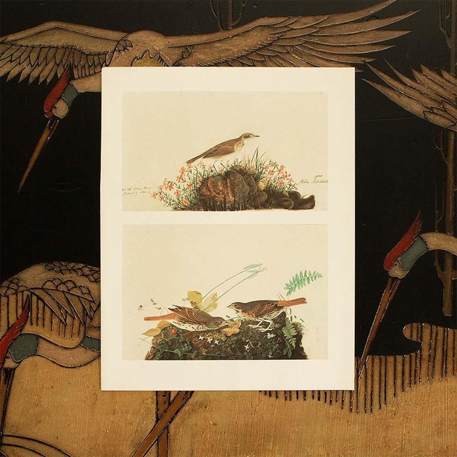 1966 Vintage Cottage Print "Fox Sparrow" After John James Audubon For Sale In Dallas - Image 6 of 7