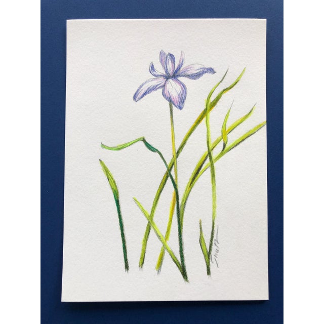 “Wild Violet” Contemporary Original Colored Pencil Botanical Drawing by Nancy Smith For Sale - Image 4 of 4