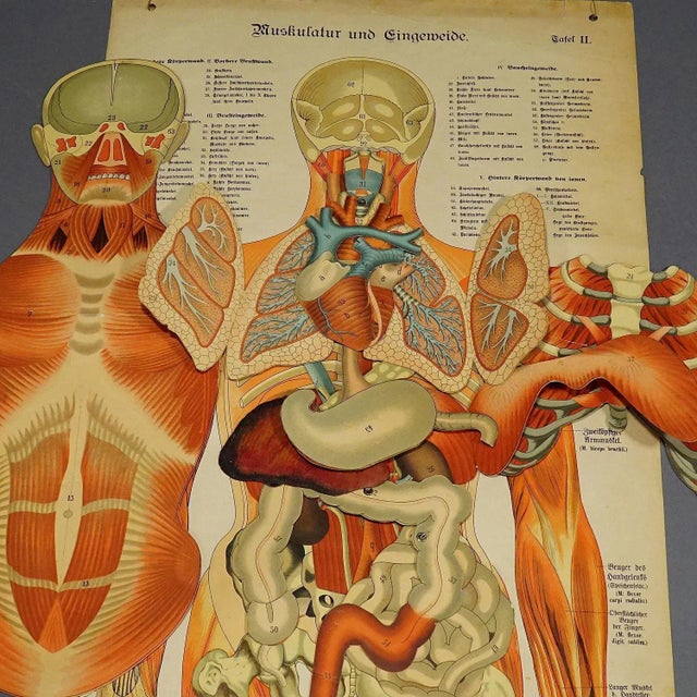 Human Musculature Foldable Anatomical Wall Chart For Sale - Image 6 of 9