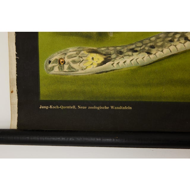 Jung-Koch-Quentell German Zoological Snake Anatomy Wall Chart, C. 1960s For Sale - Image 10 of 18