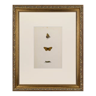 19th Century Antique Morris Butterfly Print Hand Colored Lithograph 1853 For Sale