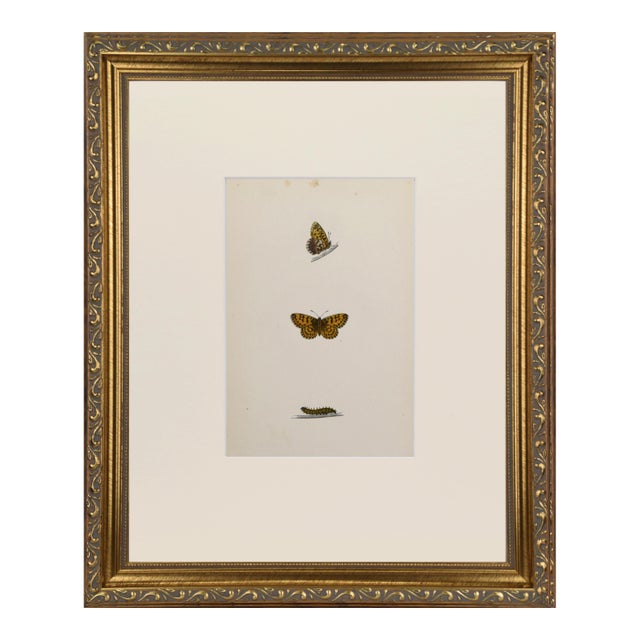 19th Century Antique Morris Butterfly Print Hand Colored Lithograph 1853 For Sale