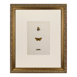 19th Century Antique Morris Butterfly Print Hand Colored Lithograph 1853