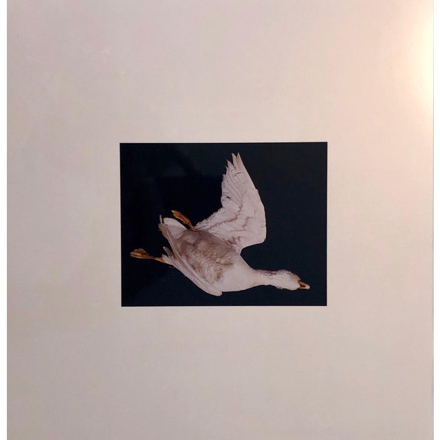 This is a proof print. signed and marked bat (for bon a tirer or good to print) This is a single print from 1998 Birds....