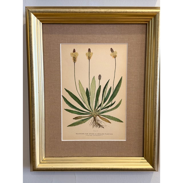 A Suite of Eight English Botanical Engravings, Late 19th Century For Sale - Image 11 of 13