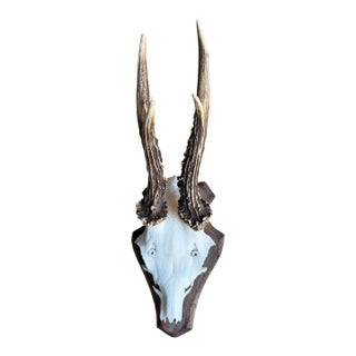 Roe Deer Trophy 154 Black Forest Antlers Mount For Sale