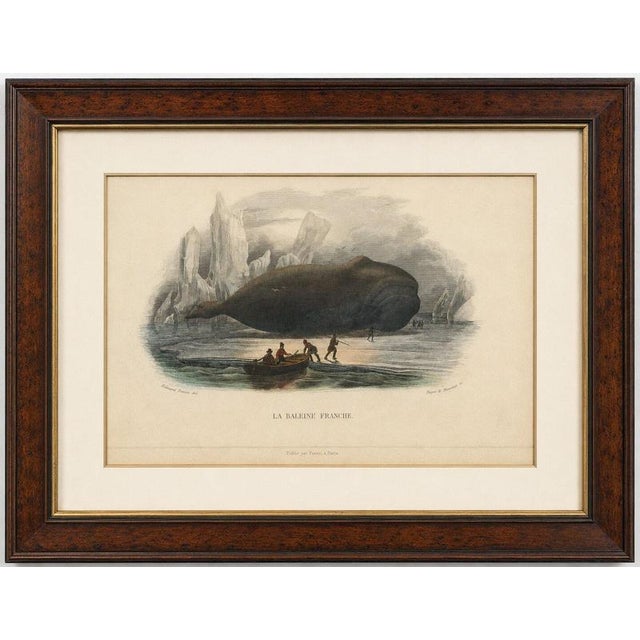 After Édouard Traviès, The Right Whale, 1840, Hand-Colored Engraving For Sale - Image 8 of 9