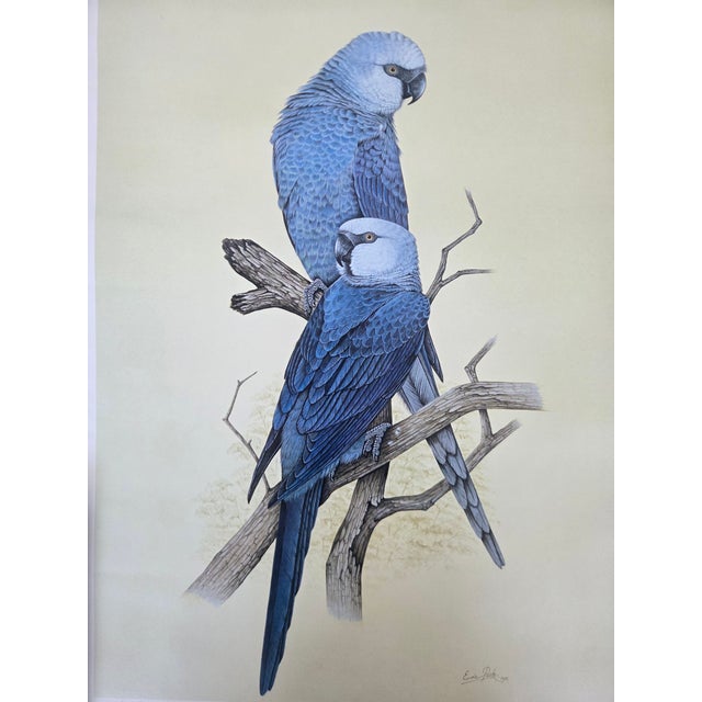 This vintage 1988 limited edition print titled “Spix’s Macaw (Cyanopsitta spixii)” by Eric Peake captures one of the...