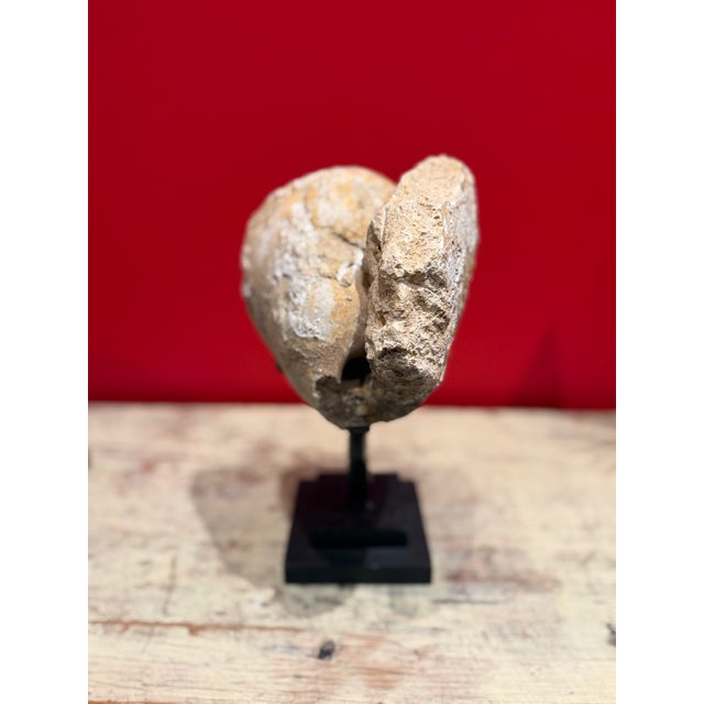 Beautiful fossil of shell petrified to stone on black metal stand. Original color. Architectural and one of a kind.