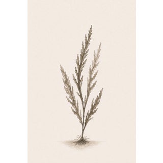 Coastal Seaweed Study I, Minimalist Botanical Art Print, 24" × 36" Reproduction For Sale