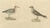 Brodtmann, Shorebirds, Jacana & Water Rail Pair, Hand-Colored Lithographs, 1816, Set of 2 For Sale - Image 3 of 12