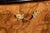 Lombard Drop-Leaf Cabinet in in Walnut Root Veneer with Ebonized Profiles, 18th Century For Sale - Image 6 of 11
