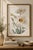 Vintage botanical artwork reproduced from an original illustration by Mary Vaux Walcott and refined for modern printing....