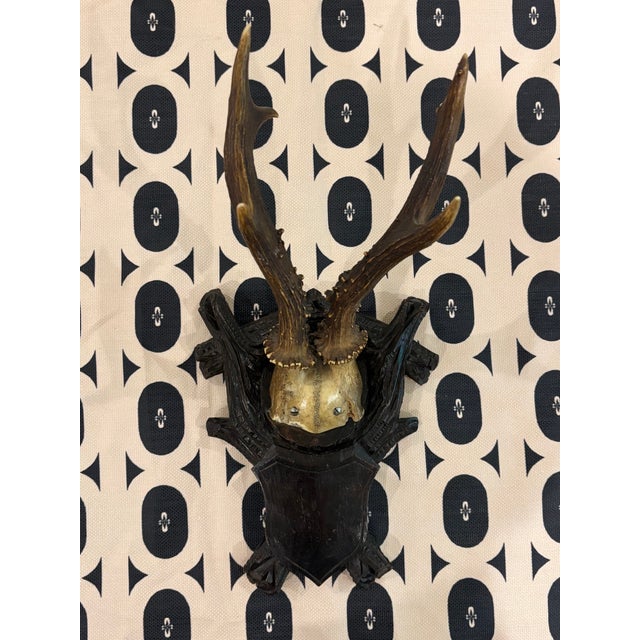 Late 19th Century Antique Black Forest Roe Deer Trophy Antler Mount For Sale - Image 5 of 11