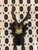 Late 19th Century Antique Black Forest Roe Deer Trophy Antler Mount For Sale - Image 5 of 11