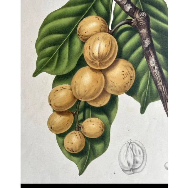 Berthe Hoola van Nooten, Lansium Domesticum Langsat Botanical, 1863, Lithograph For Sale - Image 5 of 10