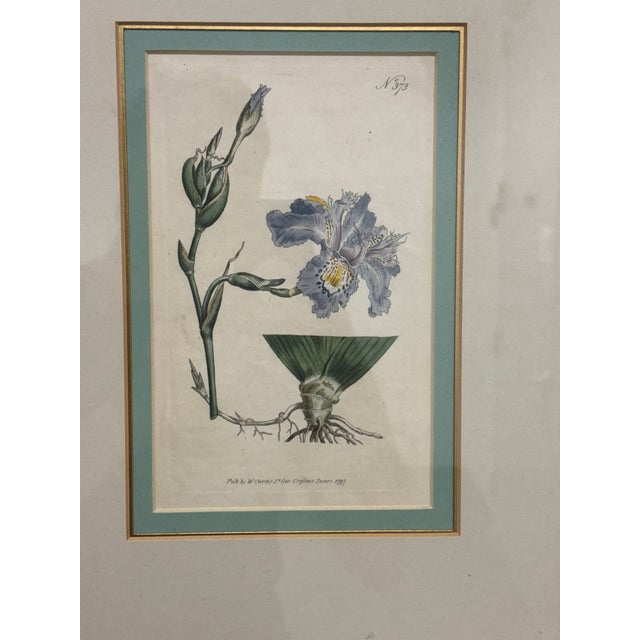 William Curtis "Chinese Iris" Botanical Print, Framed For Sale - Image 9 of 12