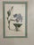 William Curtis "Chinese Iris" Botanical Print, Framed For Sale - Image 9 of 12