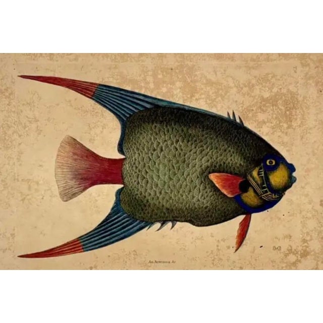 18th Century Framed Engravings by Mark Catesby, Set of Four Fish For Sale - Image 9 of 11