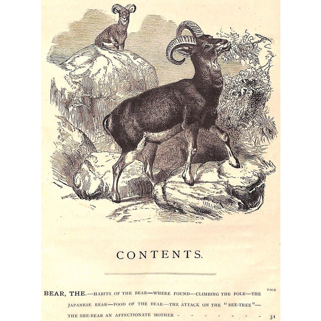 Late 19th Century "Our Zoological Friends" 1876 Coultas, Harland For Sale - Image 5 of 10