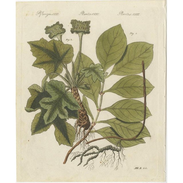 Bertuch, Ipecacuanha and Contrayerva Medicinal Roots, 1812, Print For Sale - Image 3 of 12