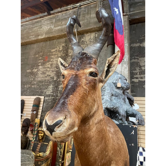 1990s Large Vintage African Red Hartebeest Taxidermy Shoulder Mount For Sale - Image 5 of 10