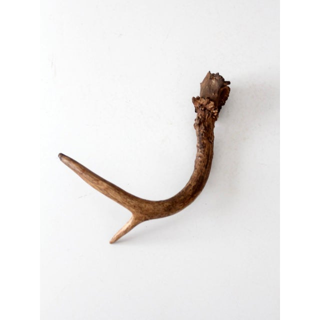 Vintage Natural Deer Antler For Sale - Image 13 of 13