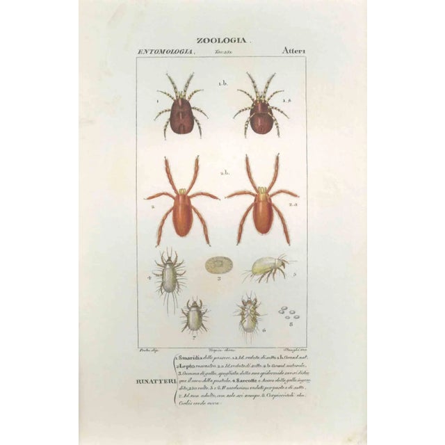 Pierre Jean François Turpin, Apterous, Etching, 1831 For Sale - Image 3 of 3